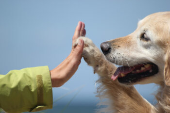愛犬飼育スペシャリストはどんな仕事に使える？